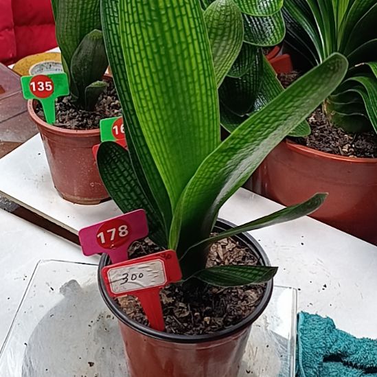 完全开放花花花花花花花花