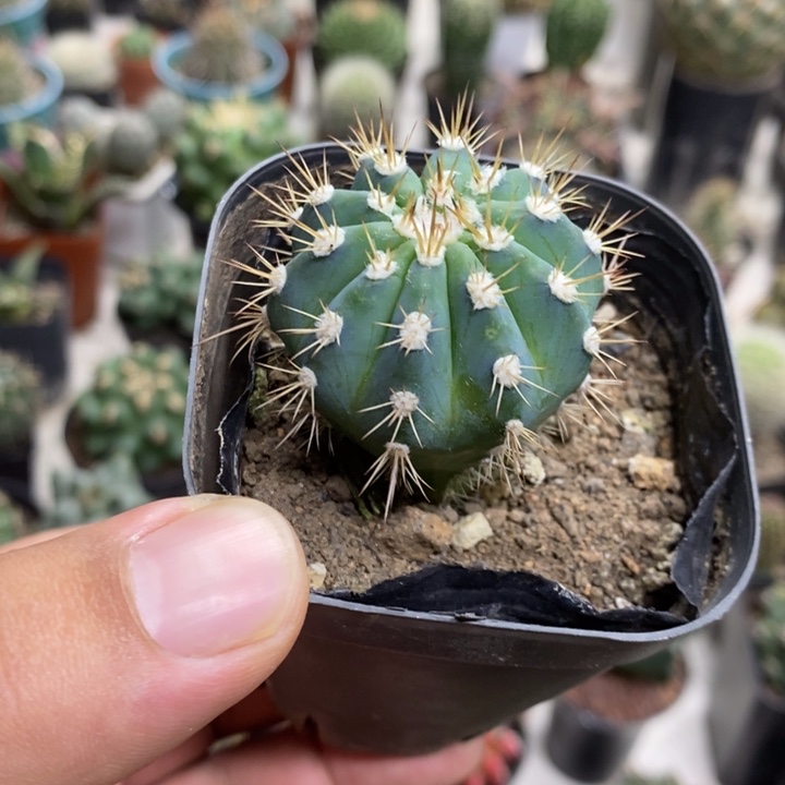 实生蓝云特价福利