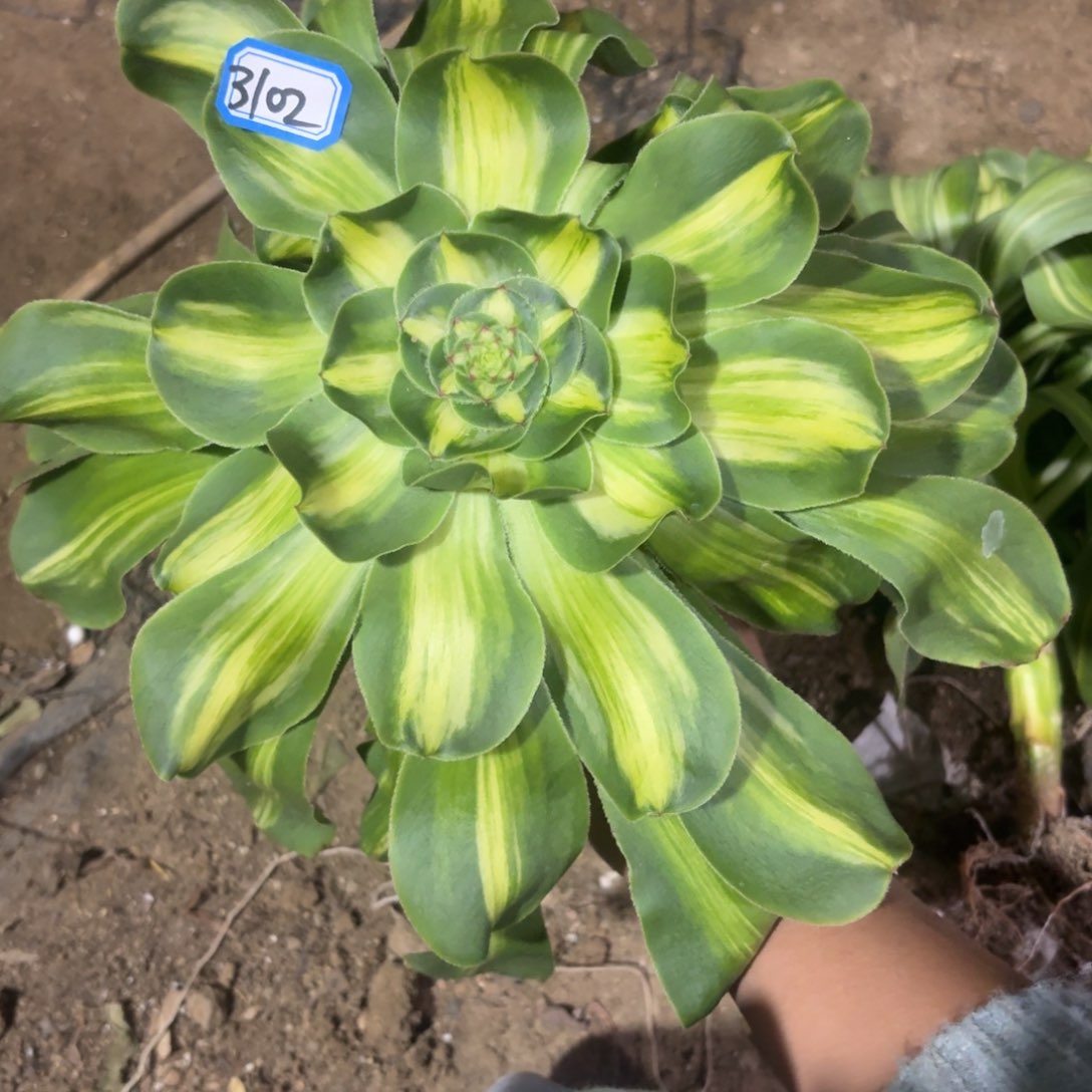 暴君法师多肉3102