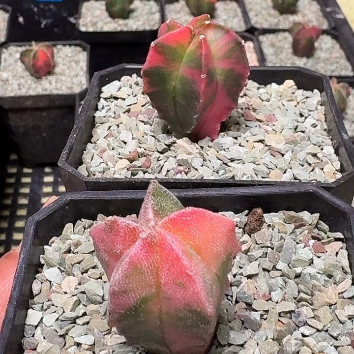 多肉植物五角鸾风玉锦