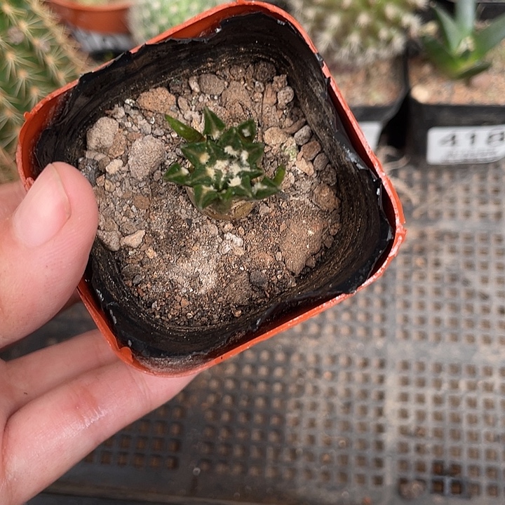 419黑牡丹仙人球植物