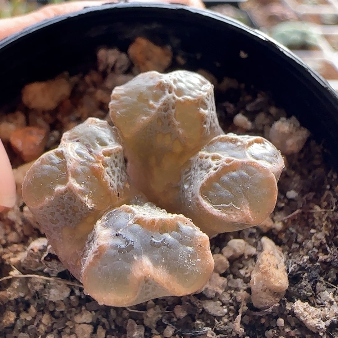 脱土发货哦25216