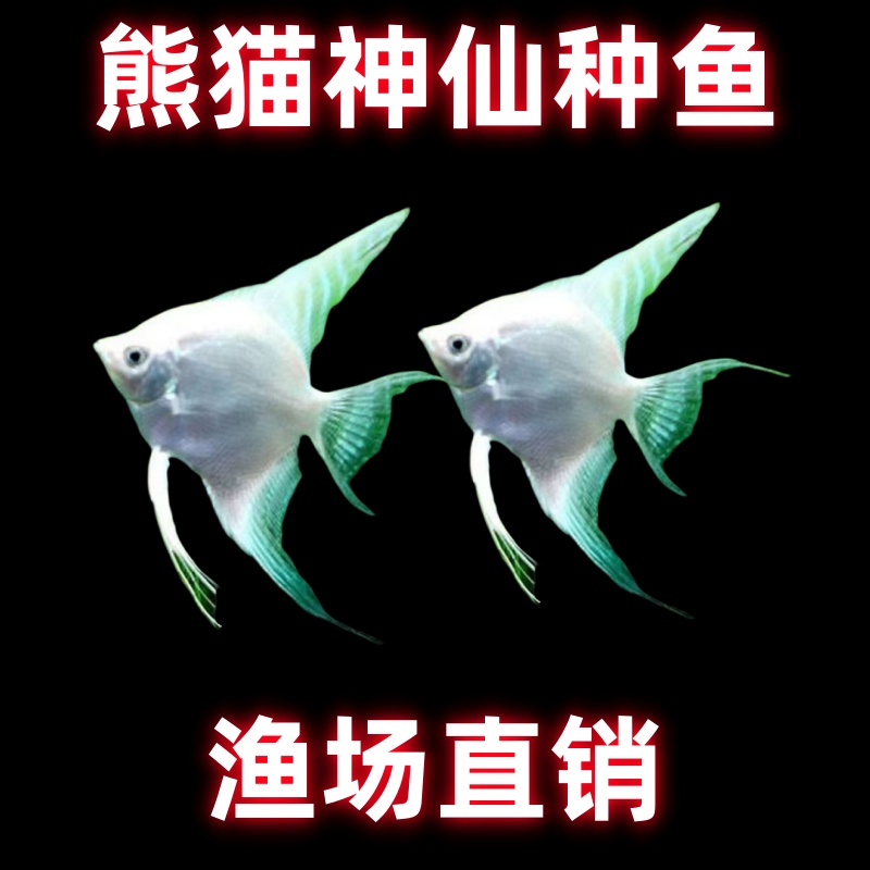 【雪燕神仙种鱼】热带观赏鱼渔场直发好养漂亮 秘鲁神仙渔场直批发