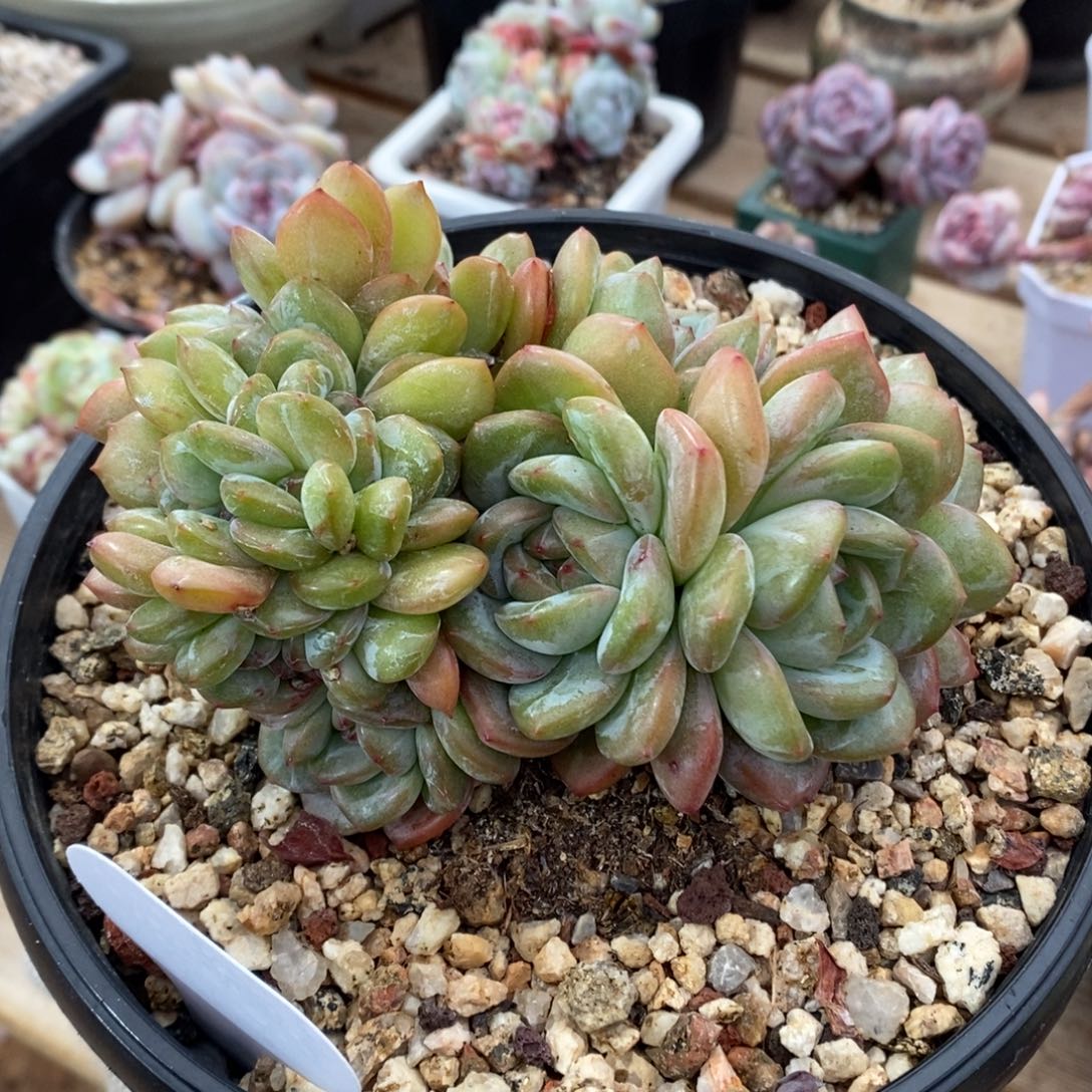 全明星多缀hhh哥哥我