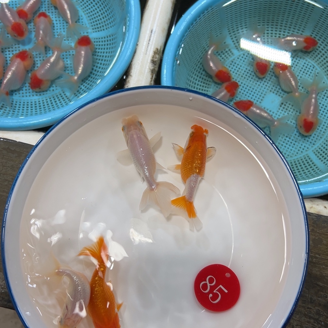 C***e金鱼85号。蛋球4条