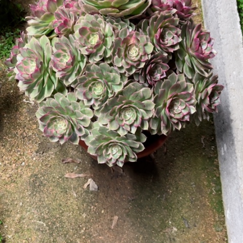 多肉植物莲花座锦。