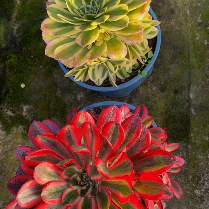 香奈儿加迈巴赫一组