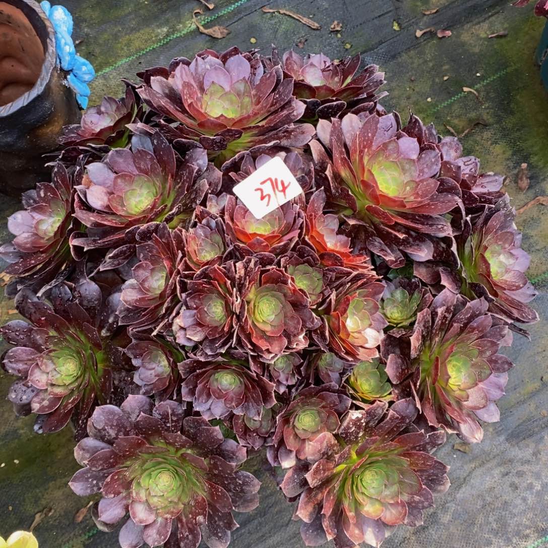 374号赤焰莲法师多肉