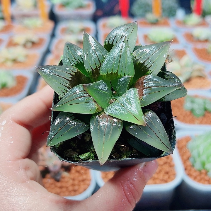 十二卷多肉红纹寿