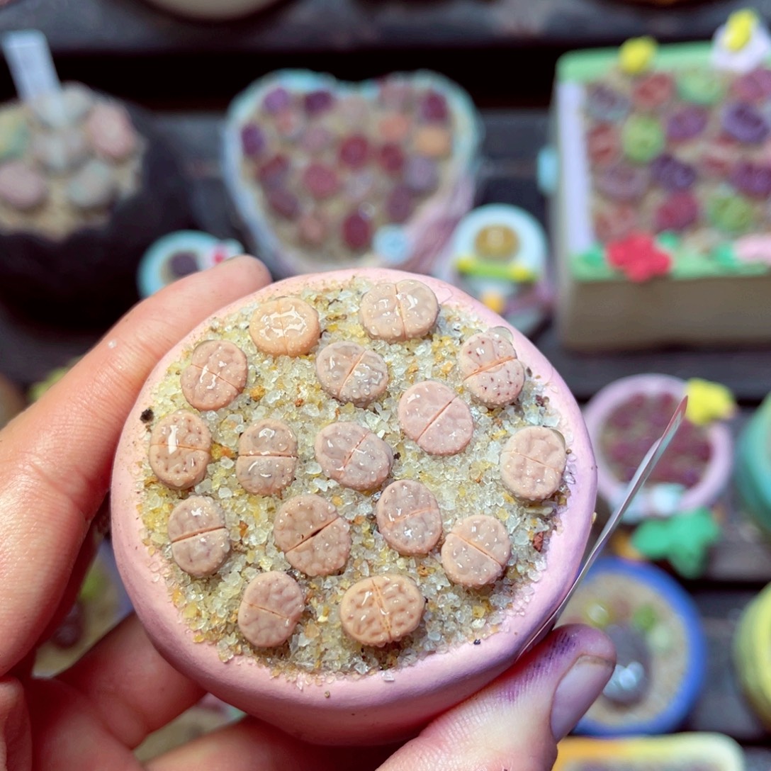 107生石花带盆发1