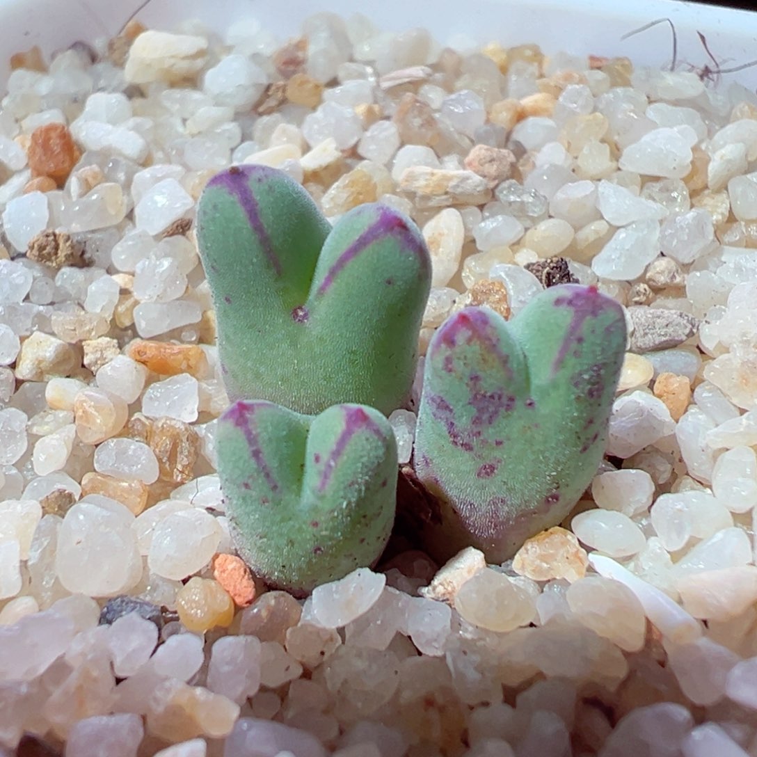 1209-181多肉多日红边猪蹄