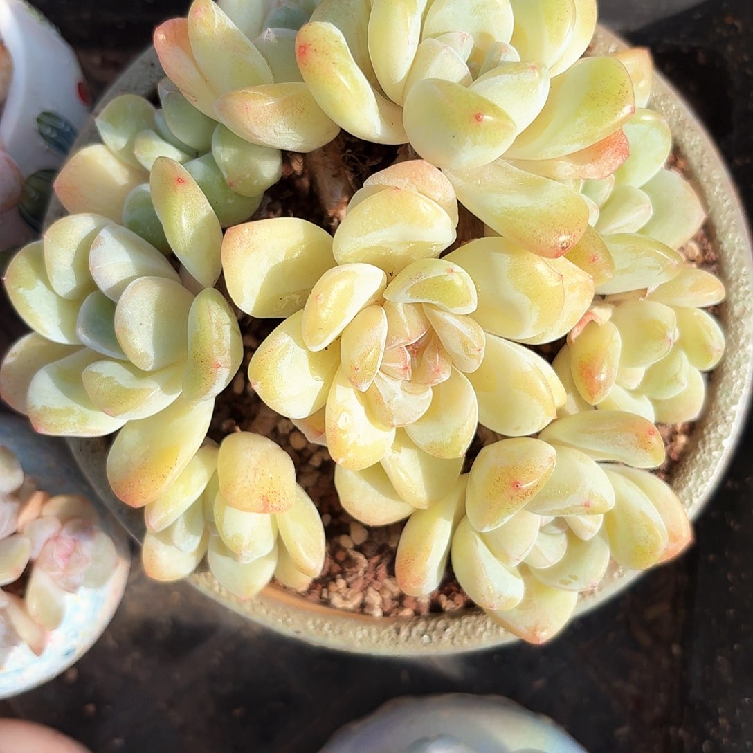 月*光多肉冰玉黄冰玉老桩