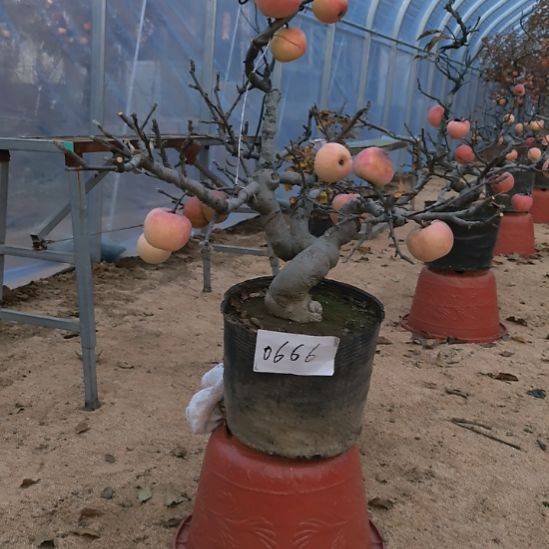 无花朵游龙精品苹果盆景