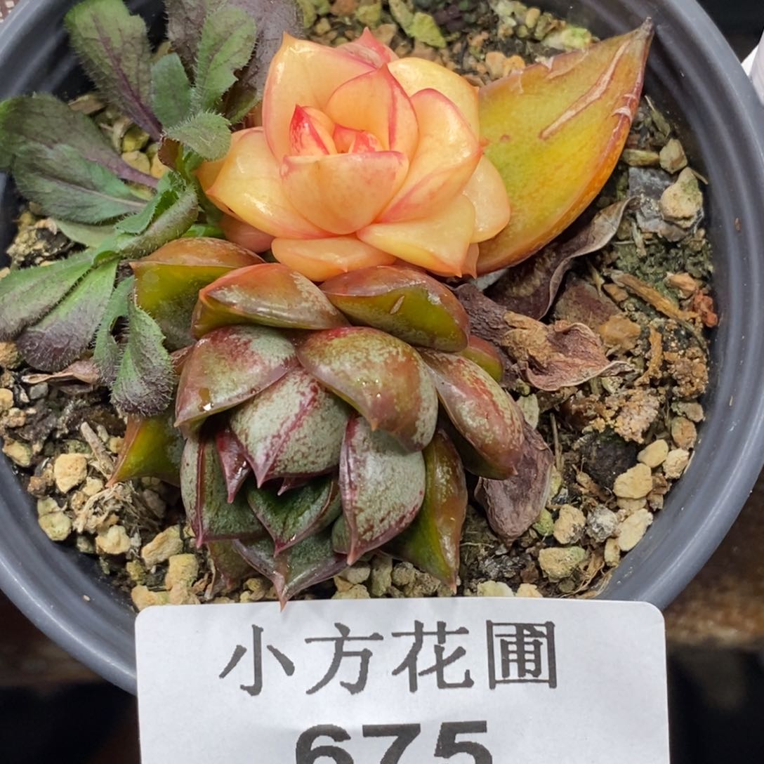 花*贝675麒麟座锦底座双头