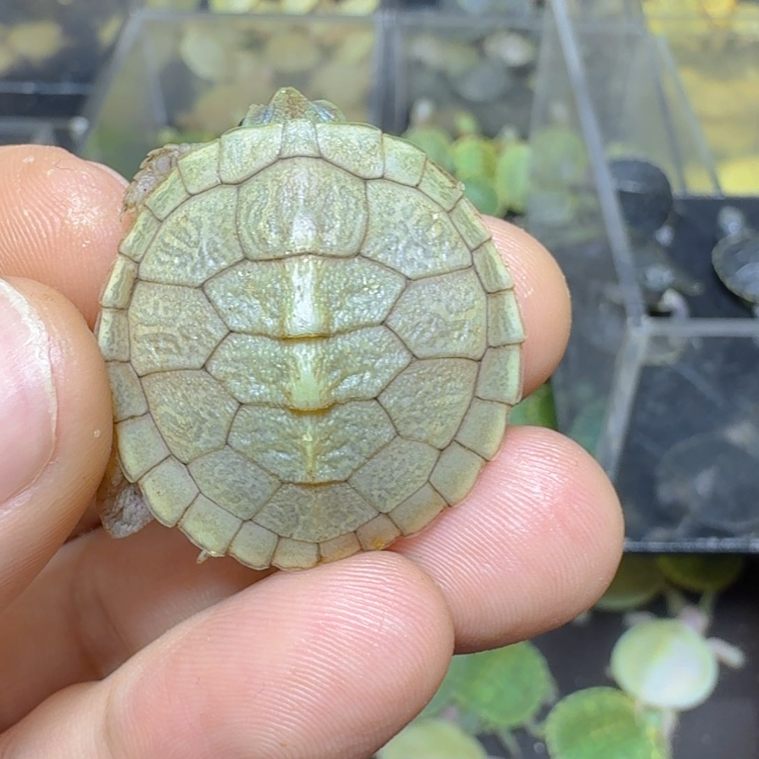 福***多不分公母巴西彩龟