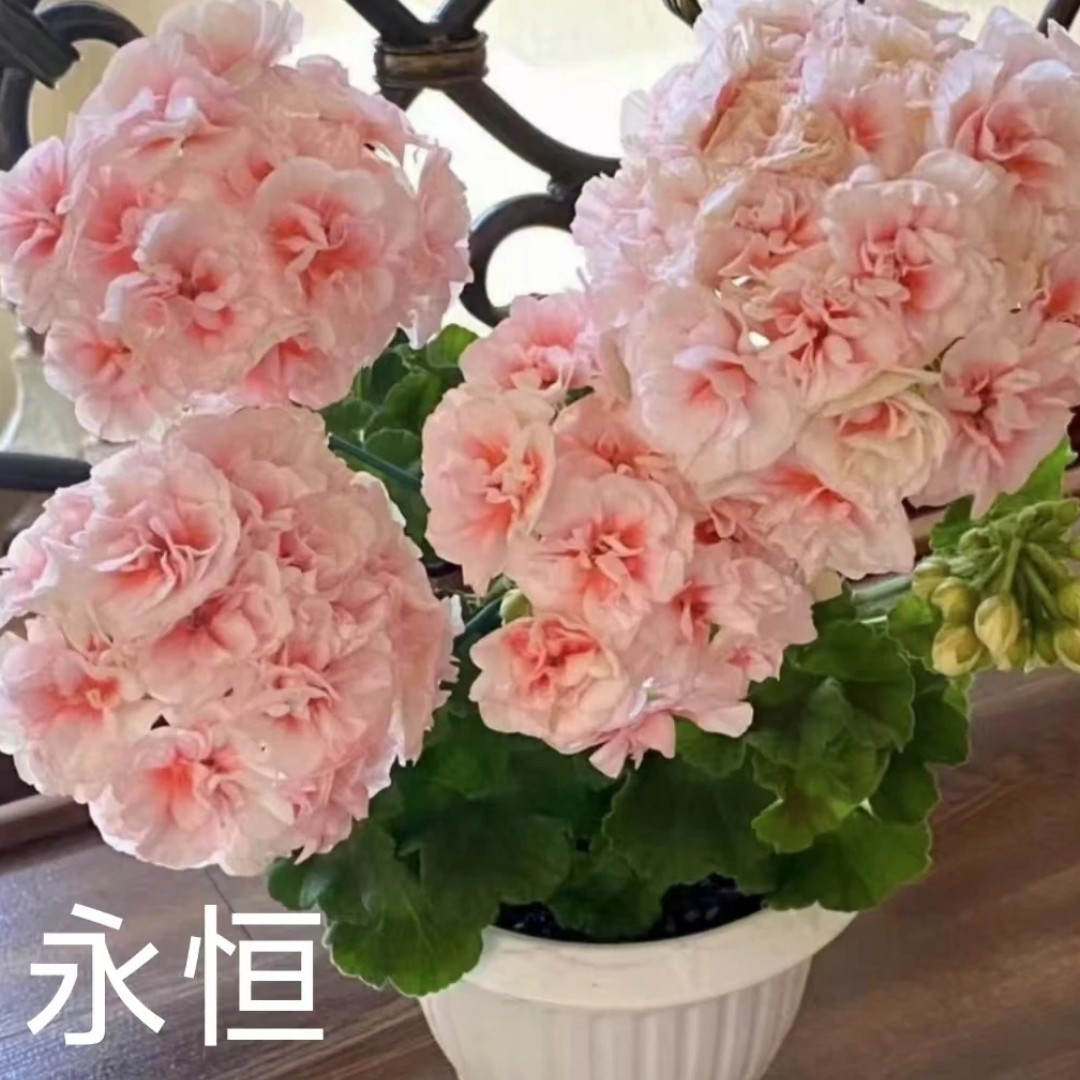 永恒.俄系进口新品天竺葵