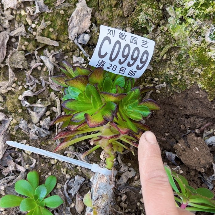 习**笑0999多肉植物法师法师