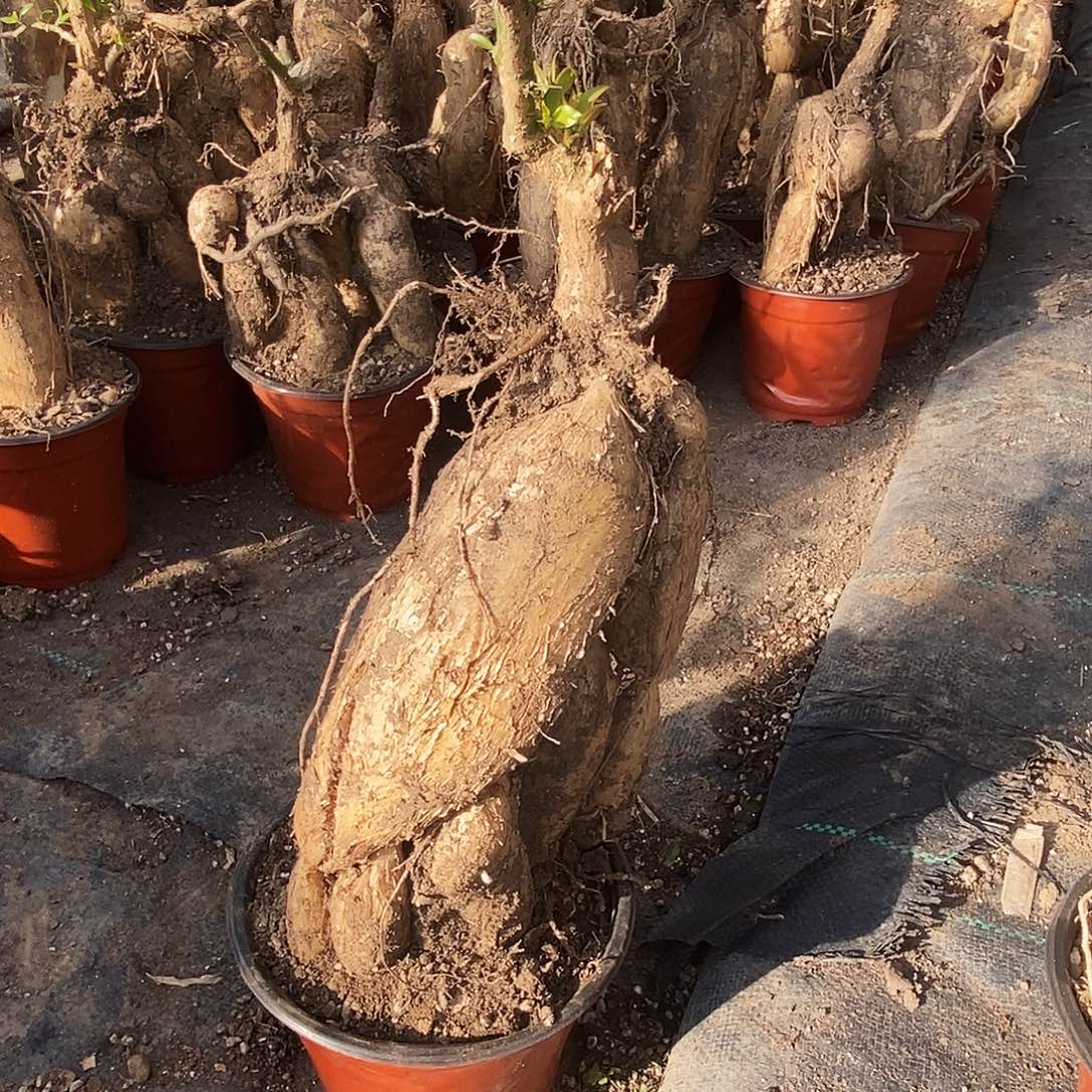 用***0完全开放月之桂一物一拍