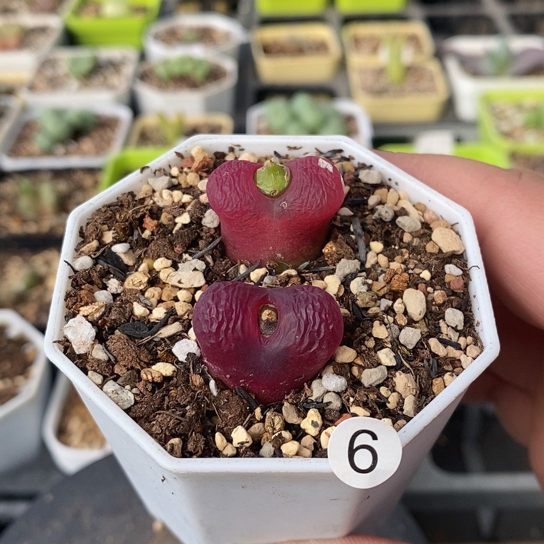 车厘子2个2.2厘米多肉植物6号