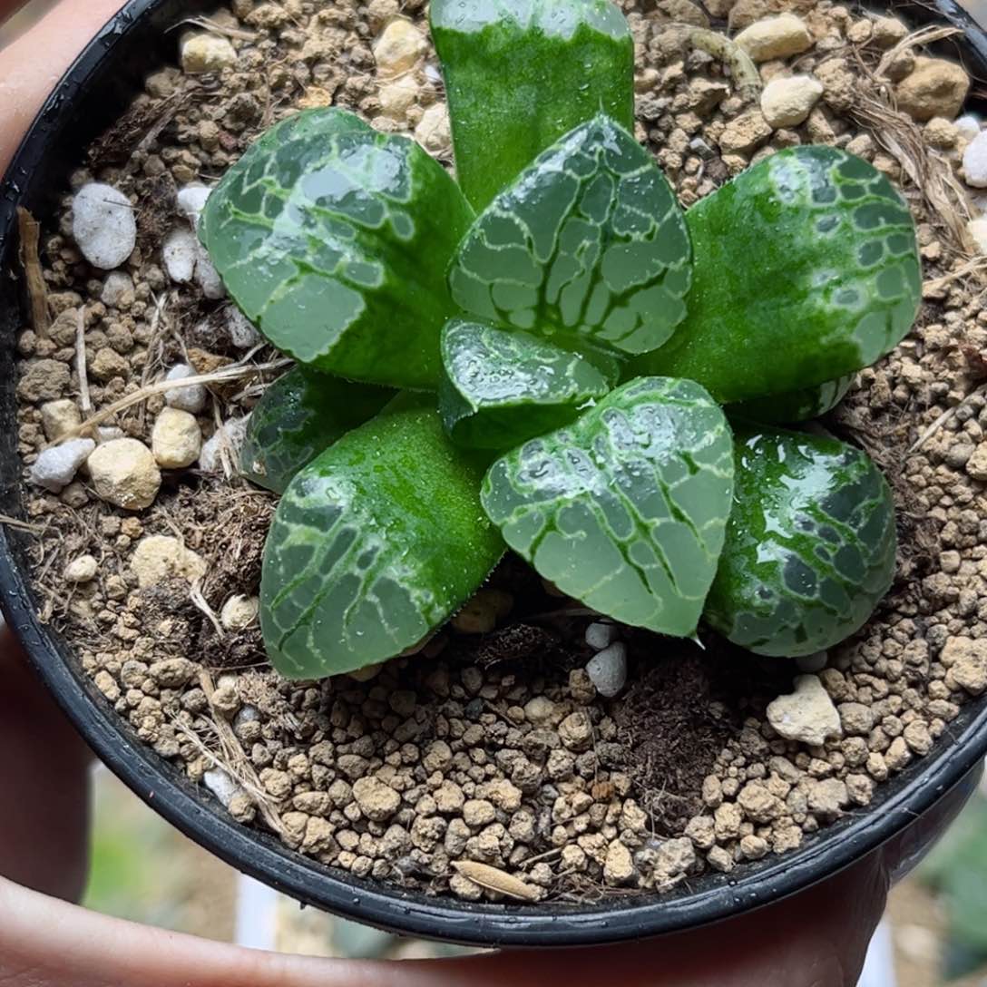 520生生不息哈哈哈哈哈