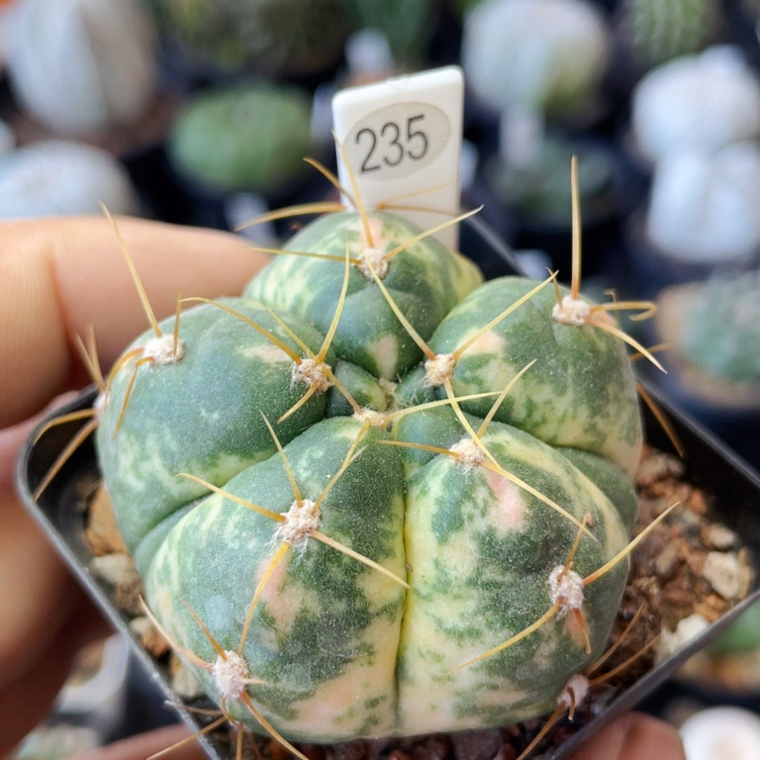 仙人球满28包邮盆口径5公分4.6公分