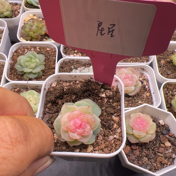 居***y一物一拍精品糖心，尺寸不大介意勿拍