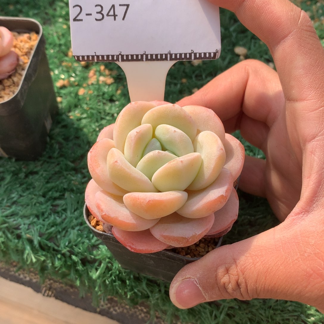 水晶鞋母本精品多肉