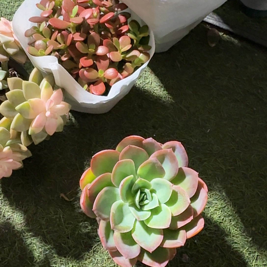完全开放小颗多肉