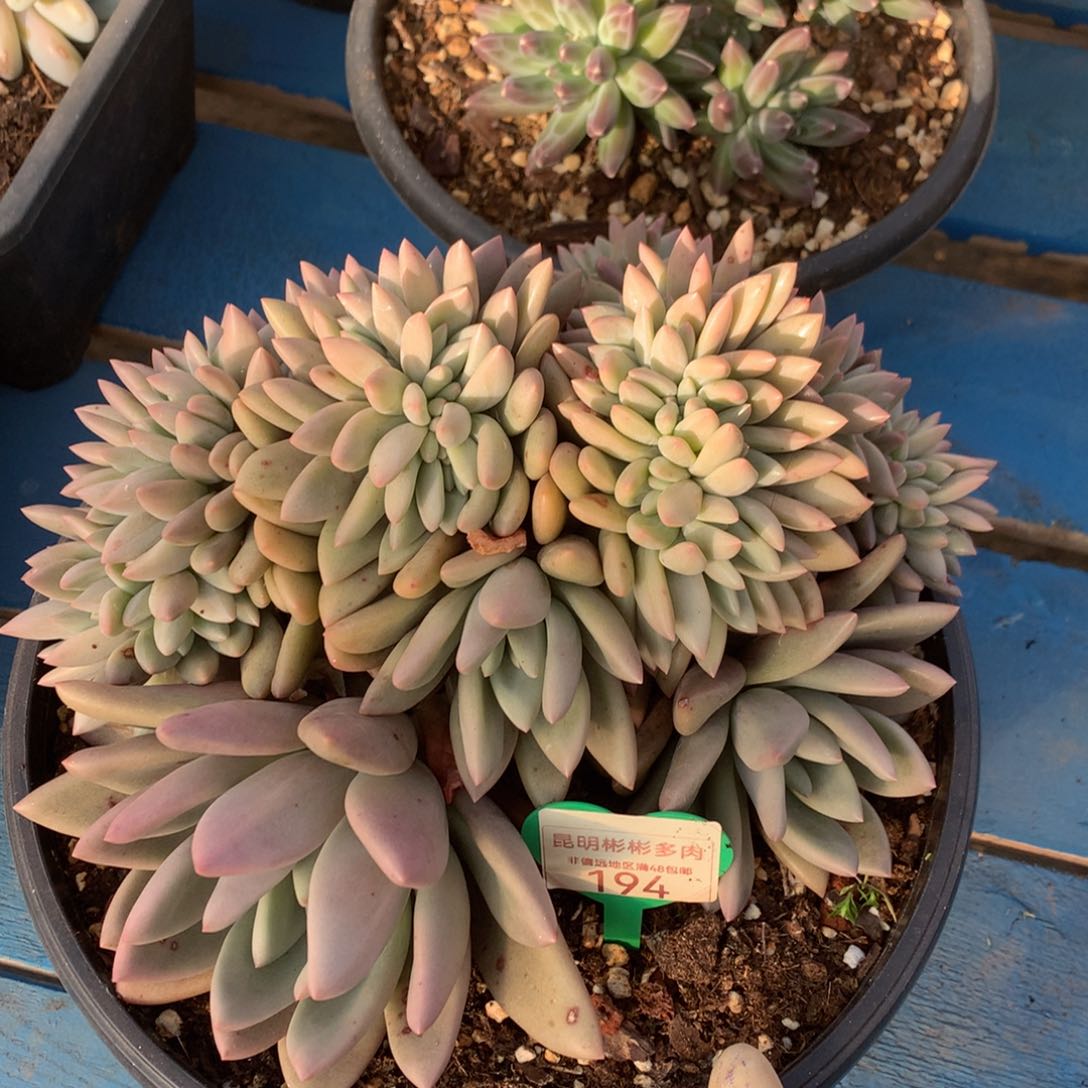 爱**中桃花源缀化无砍194