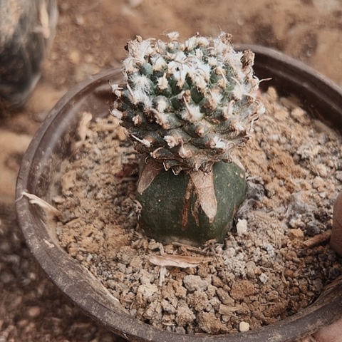 681处理仙人球的方法