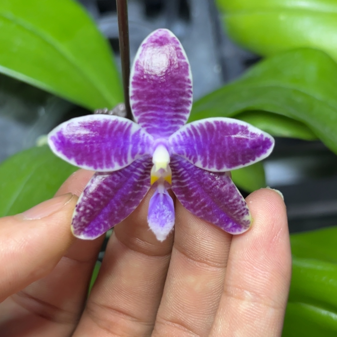 完全开放l121柳林3715