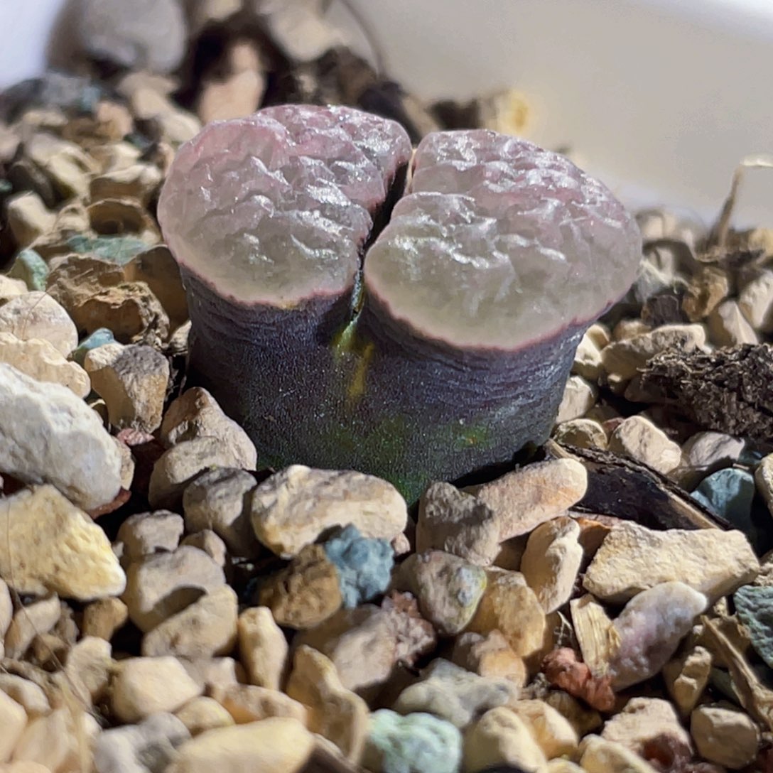 黑体粉窗磁铁植物一物一拍