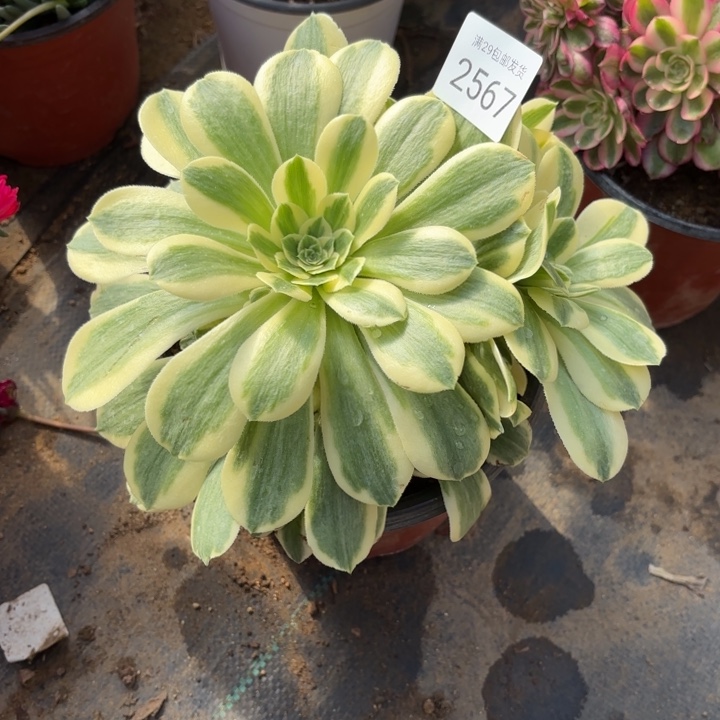 迈巴赫多肉法师2567