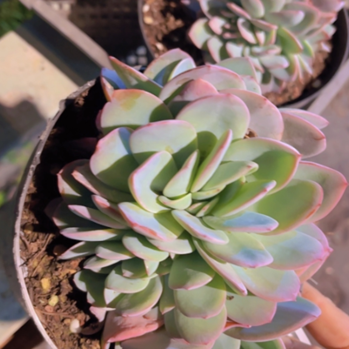 【闪购商品】布鲁蓝缀24330