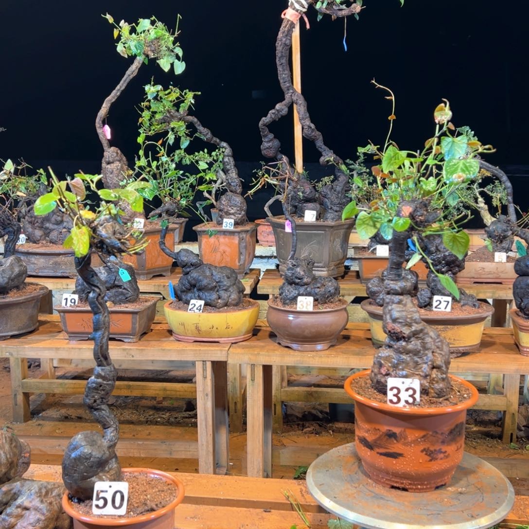 【闪购商品】完全开放小*一