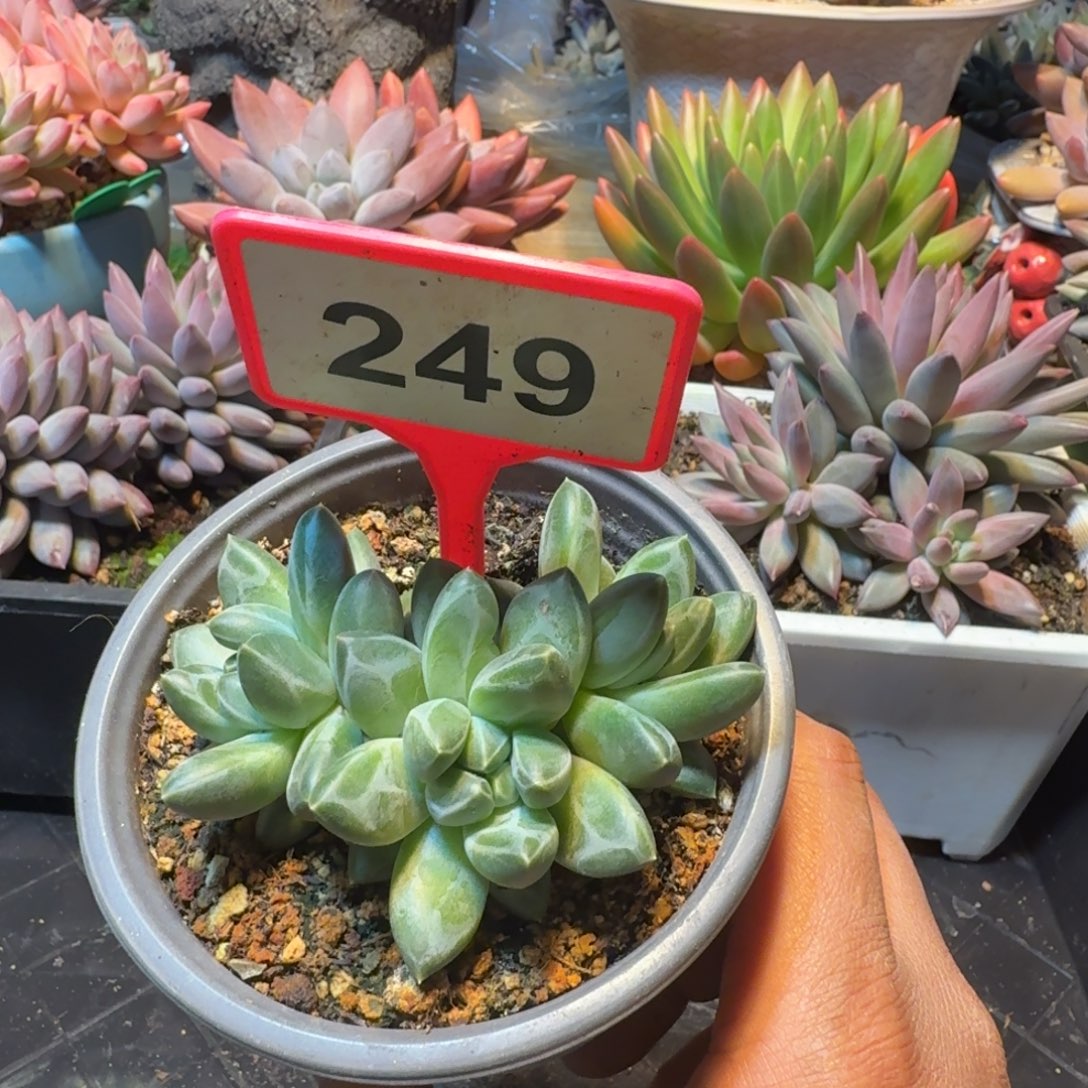 多肉植物青花瓷249