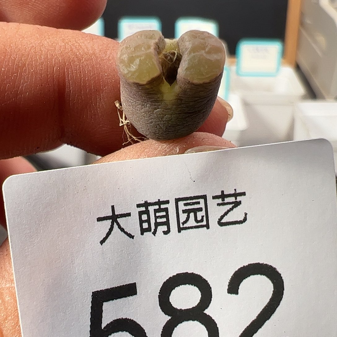 0000582 一物一拍……