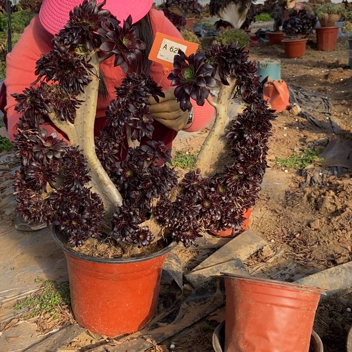 思*622黑法师缀化老桩