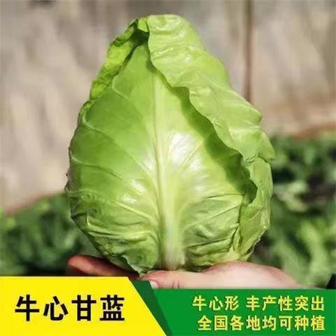 热卖牛心甘蓝种子莲花白卷心菜包菜种籽心生春夏秋冬四季蔬菜种孑