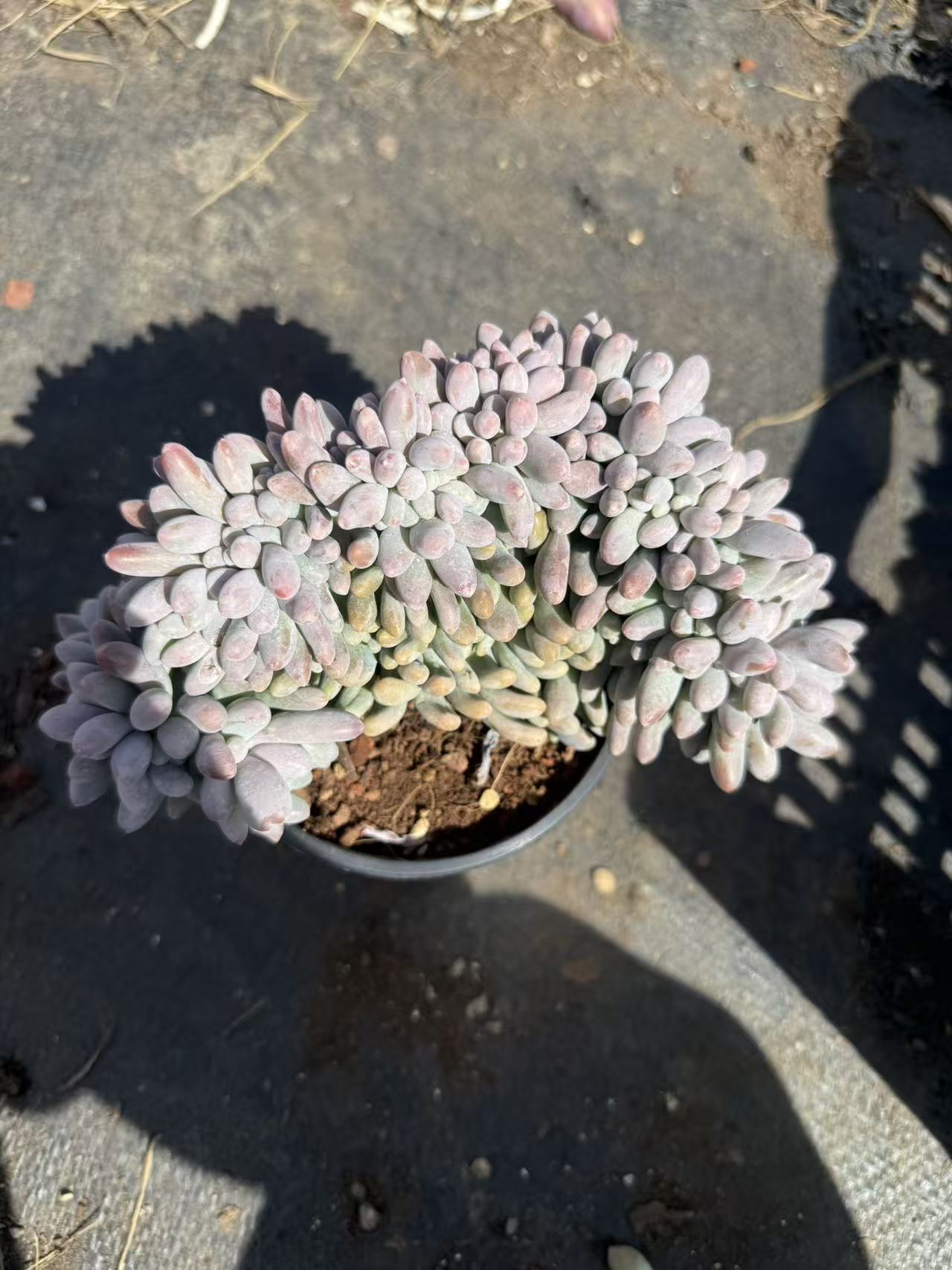 汤圆缀 多肉植物满两单包邮