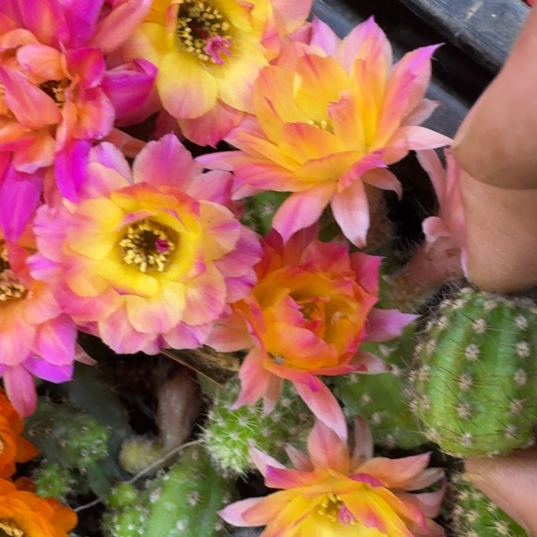 24白檀白12无根侧牙小一个，20包邮