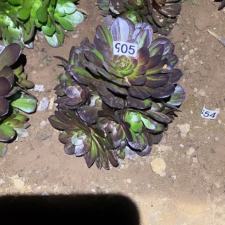 多肉植物法师905花月夜