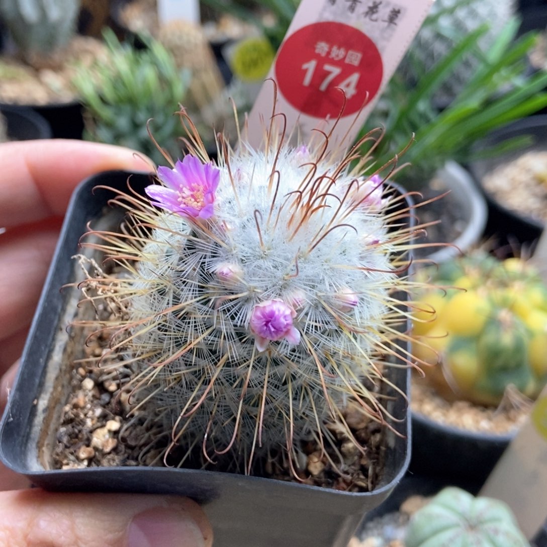 实生雪顶割刺丰明丸4.2cm