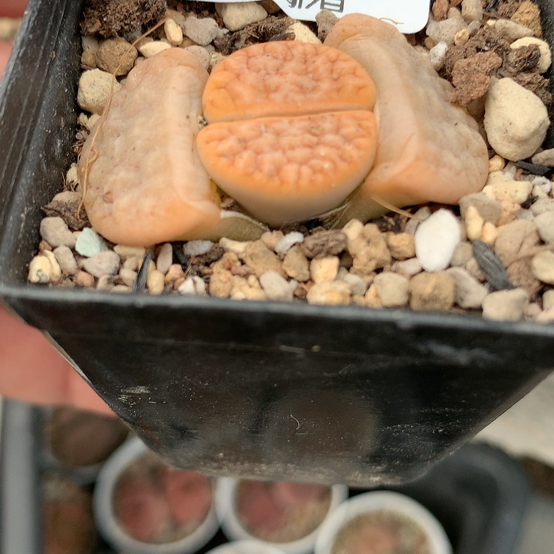 K911多肉植物保护