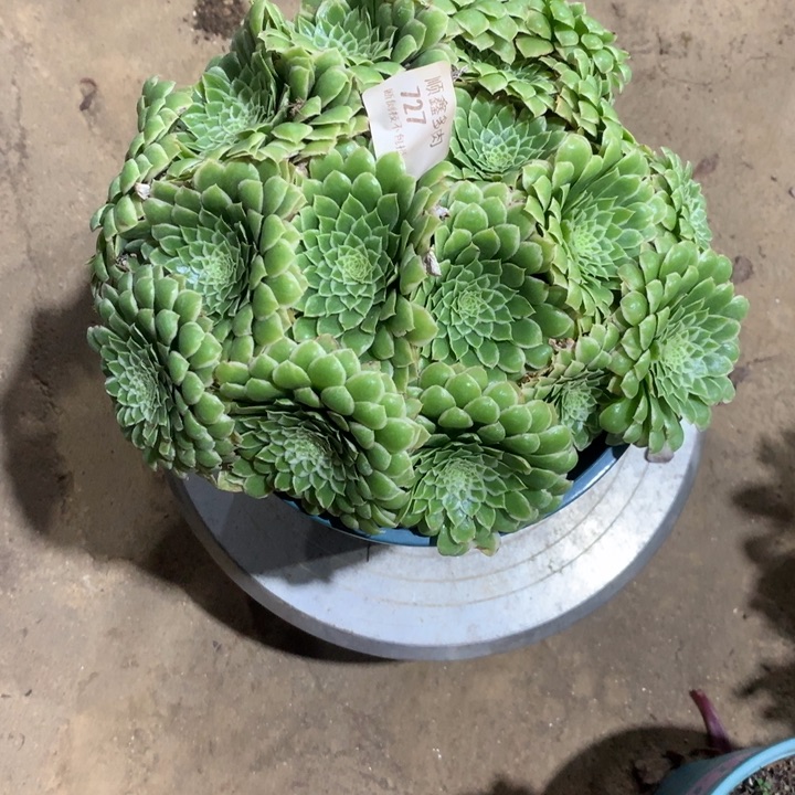 727翡翠冰多肉植物