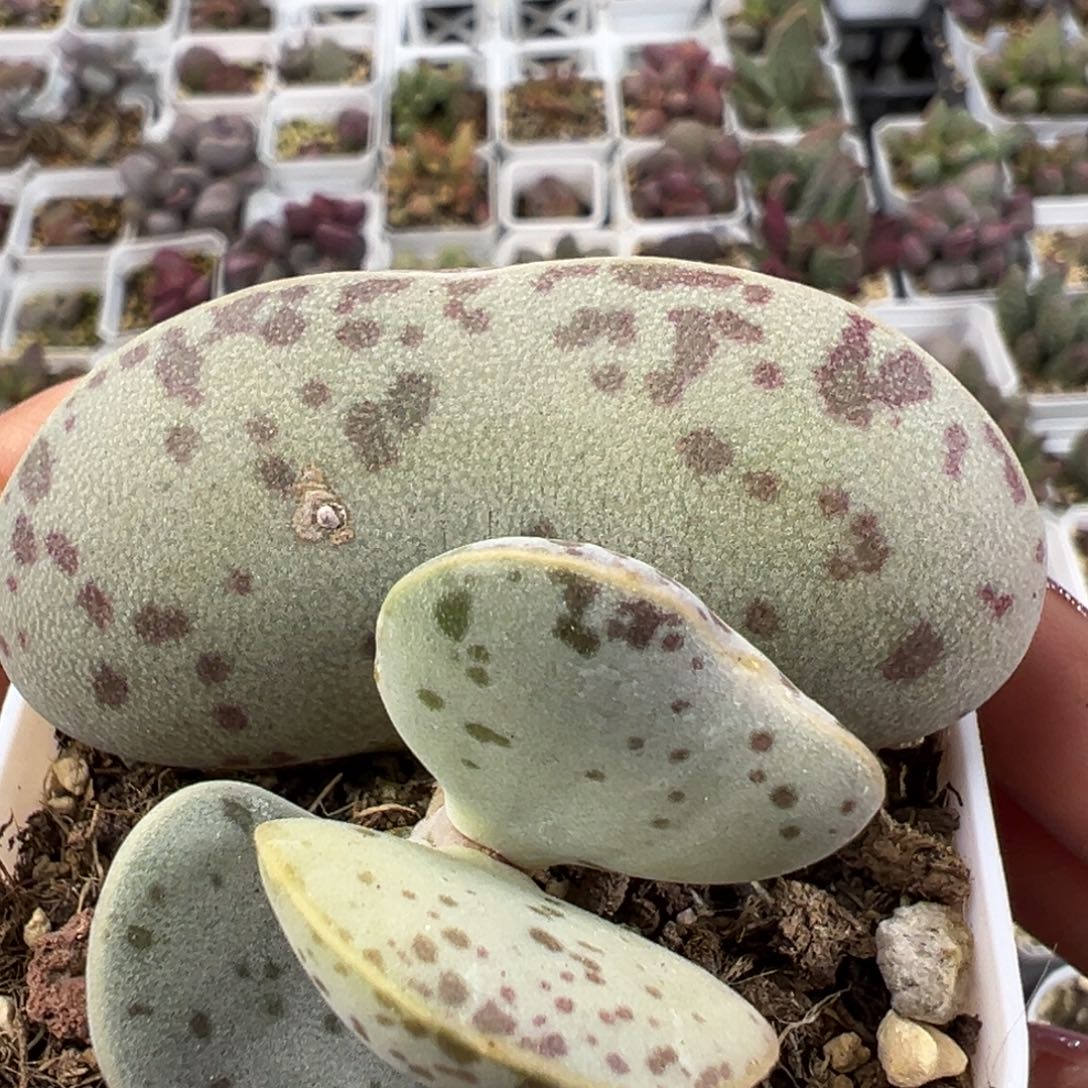 超胖母叶6.3公分有干疤多肉植物的