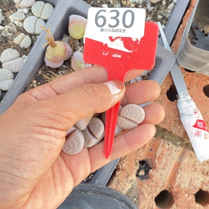 狸***ᴳ生石花等植物的生长630