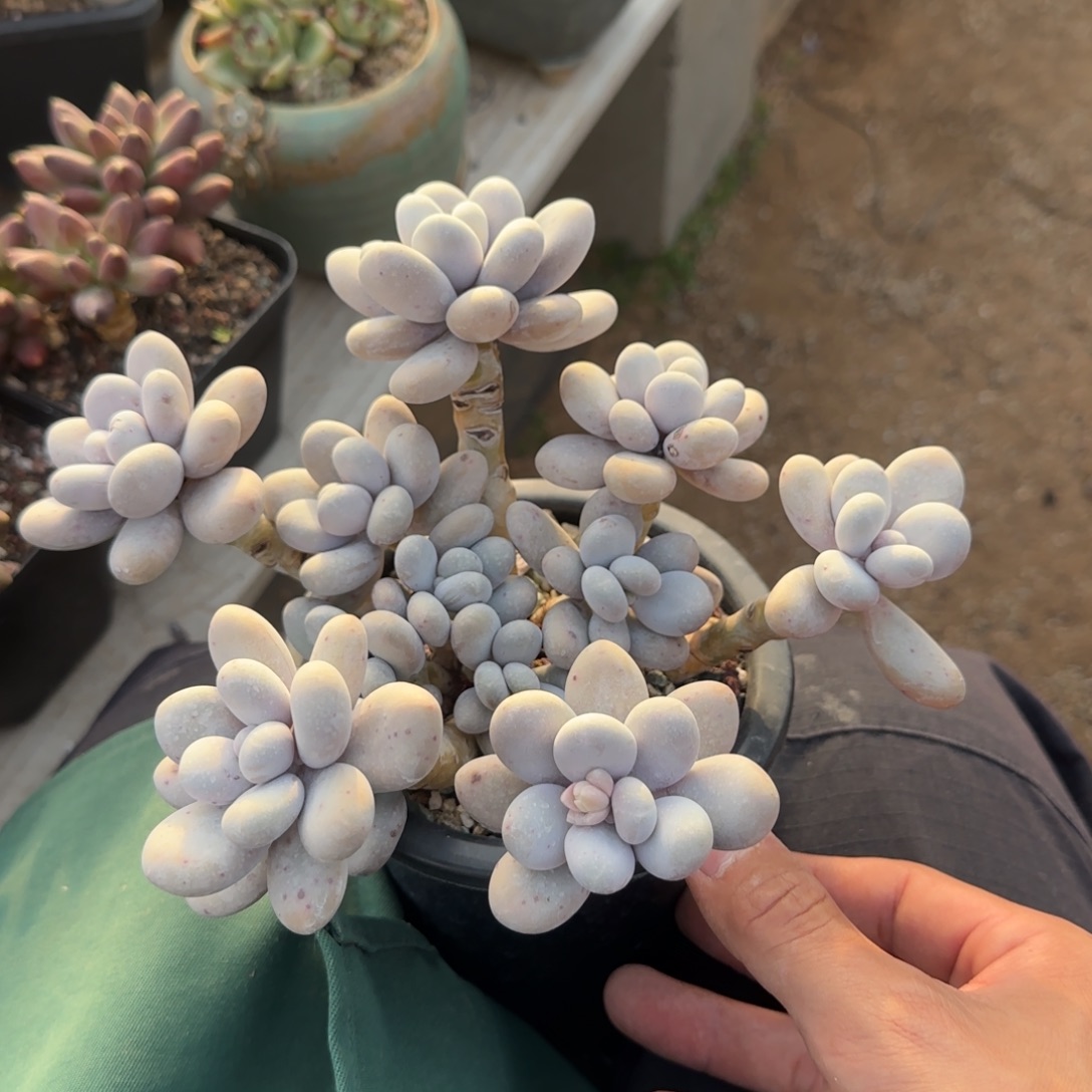 原始奶酪五十包邮