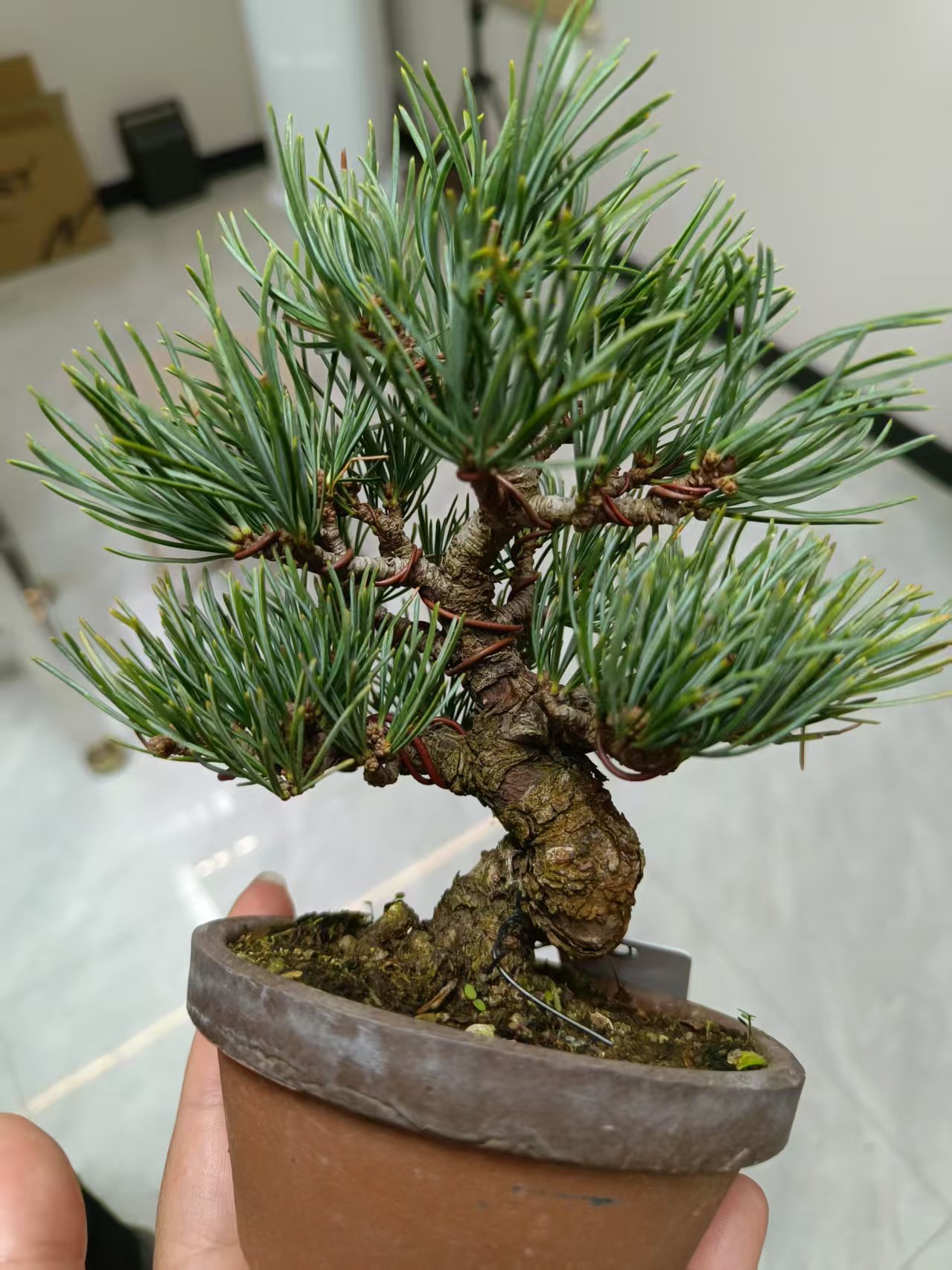 松柏造型盆景规格品种齐全别墅庭院花园造型盆景
