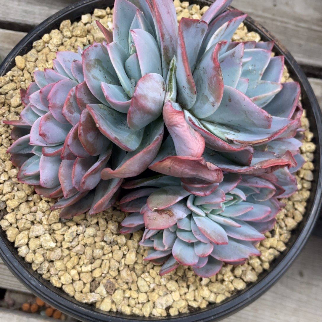 布鲁蓝缀化无砍无摘